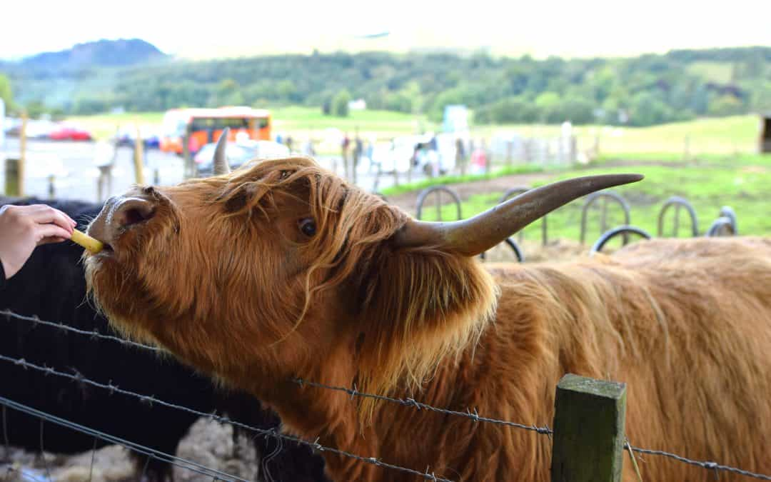 Feeding the hairy cooooossss in Scotland